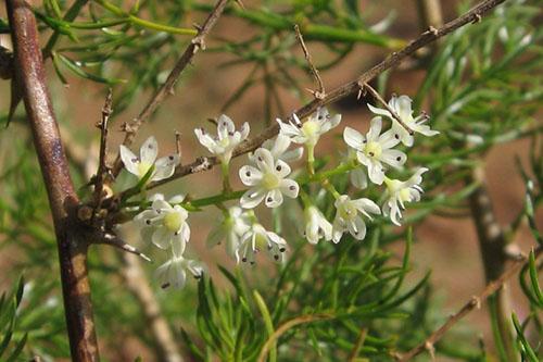 Белые цветы аспарагуса собраны в кисти и обладают ярким ароматом