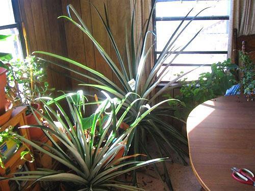 Для хорошего развития растений нужно просторное светлое место