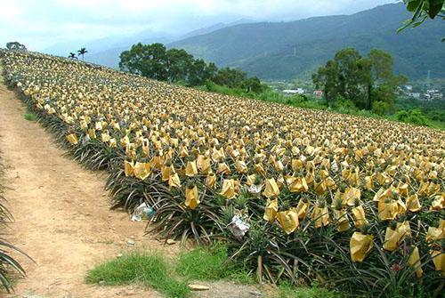 Для получения сладких плодов соцветия ананаса укрывают колпаками