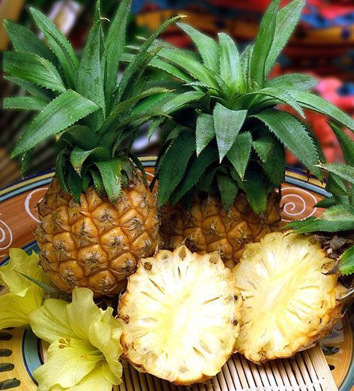 Миниатюрные плоды комнатного ананаса