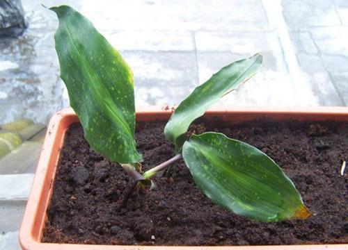 Молодое растение можно вырастить из листовой пластины