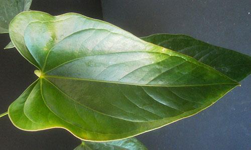 На состояние листовых пластин влияет качество грунта