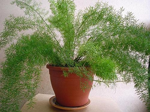 Растение используется в озеленении служебных и жилых помещений