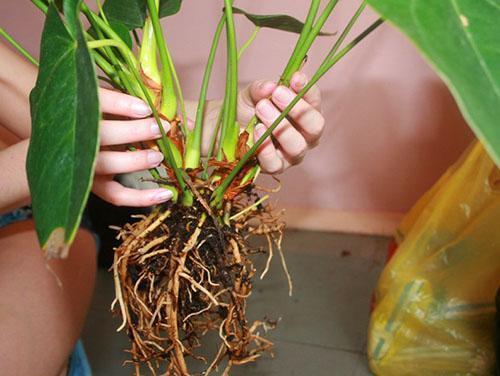 Антуриумы можно омолодить и восстановить, разделив растение на розетки с корнями.