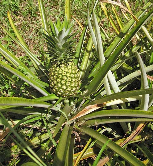 Созревает ананас на плантации