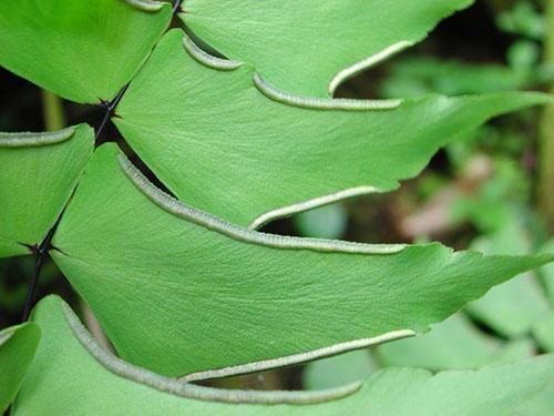 Уникальное строение листовых пластин адиантума