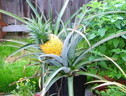 Как растет ананас в домашних условиях фото
