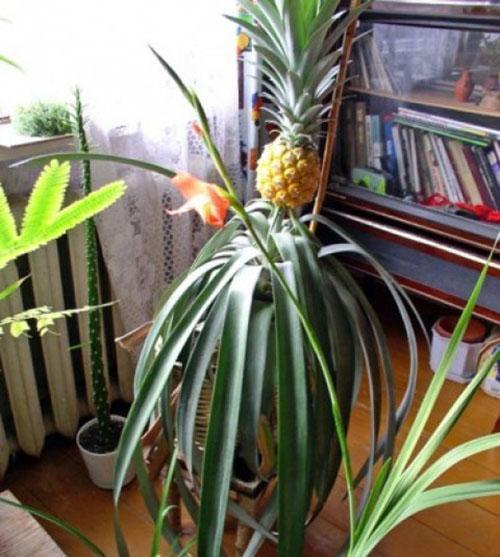 ananas v domashnikh usloviyakh