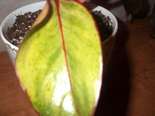 Растение аглаонема отличается медленным ростом