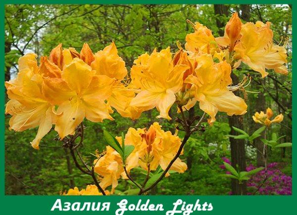 Азалия Golden Lights