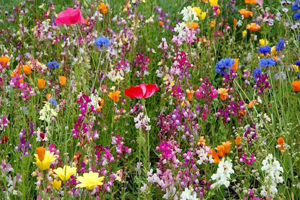Цветущие растения составляют 15% от общего состава семян