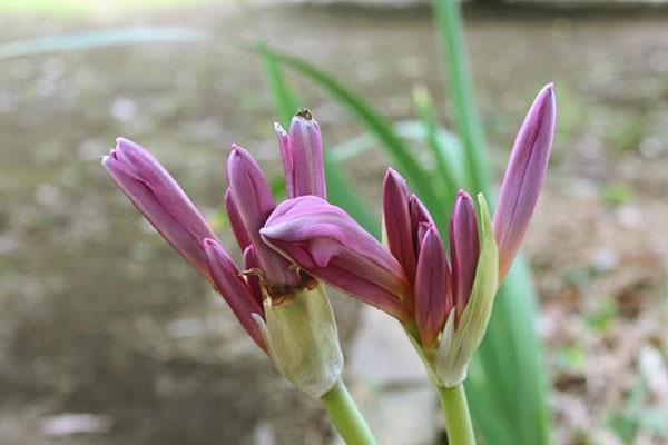 Домашний амариллис может порадовать периодическим обильным цветением