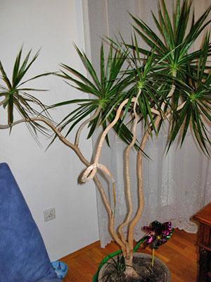 Как размножить драцену в домашних условиях черенками, как посадить отросток пальмы?
