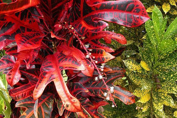 Цветение кротона с трехлопастными листьями