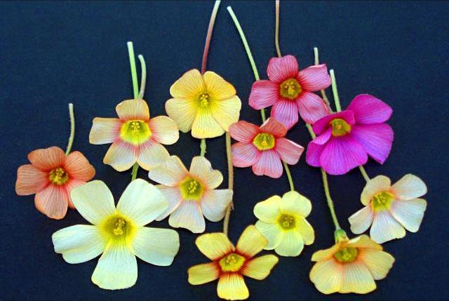 Цветки кислицы разных видов