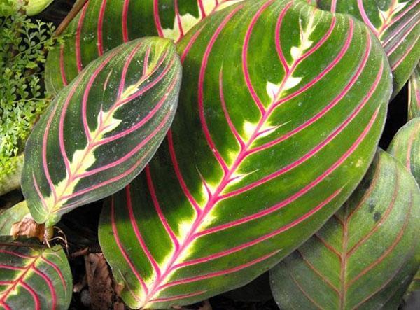 Декоративная листва маранты трехцветной