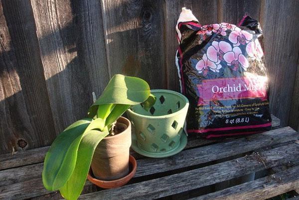 Для орхидеи нужен специальный грунт и горшок с отверстиями