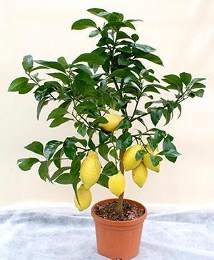 Домашние тропики: как вырастить лимон из косточки