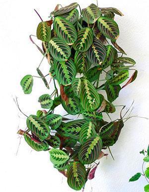 Маранта трецветная молитвенное растение – уход в домашних условиях за марантой триколор, фото, видео