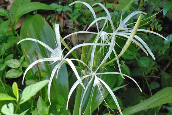 Необычной формы цветок гименокаллиса притягивает взгляд