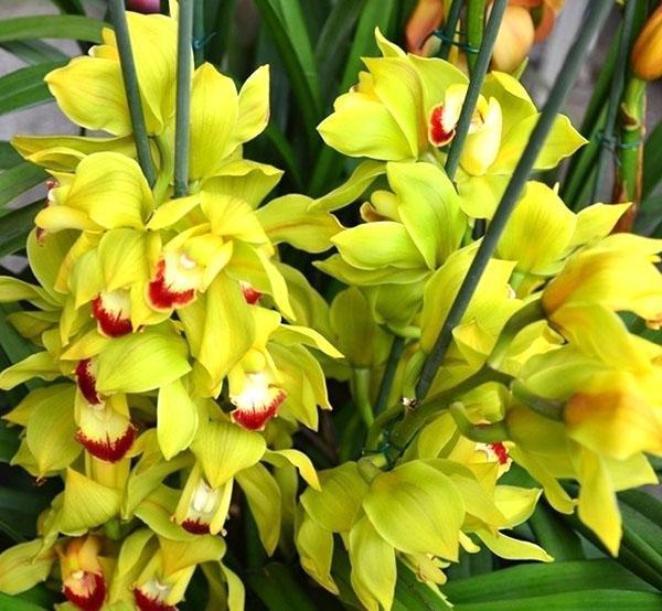 Виды орхидей, их названия и фото, описание и содержание в домашних условиях