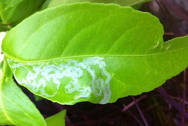 Поражение листвы лимона патогенными бактериями и вредоносными грибками