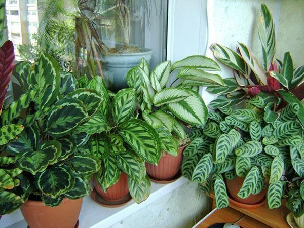 Установите растение на влажность и теплую среду