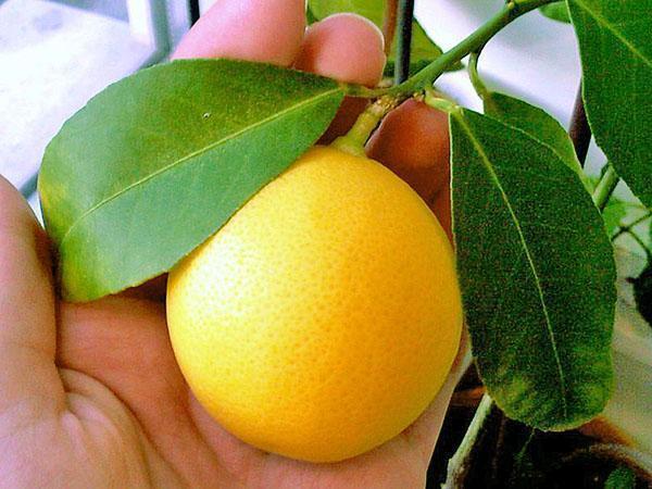 Удивительный комнатный лимон Мейера
