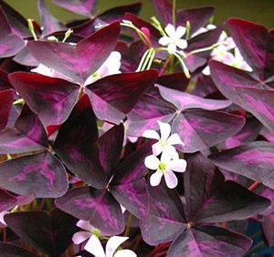Эффектная листва и цветы кислицы фиолетовой