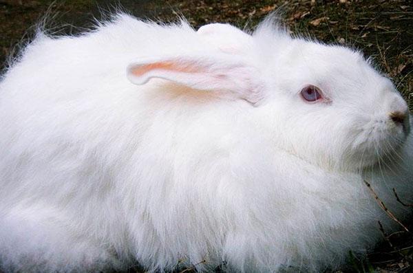 Белый пуховый кролик