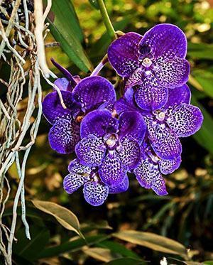 Орхидея Ванда – уход, пересадка и размножение в домашних условиях, видео