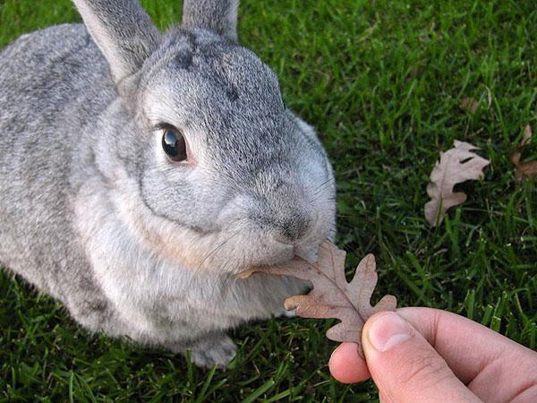 Кролик породы Шиншилла