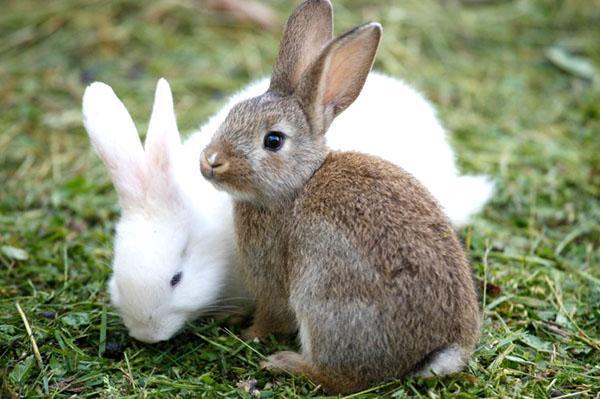 Породы кроликов - с фото и описанием, декоративные, карликовые мясные
