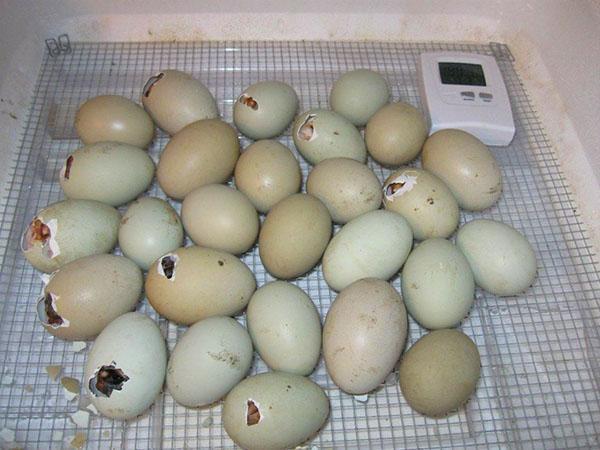 Начало вывода гусиных яиц