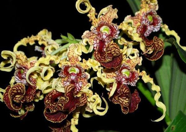 Необычное цветение орхидеи дендробиум
