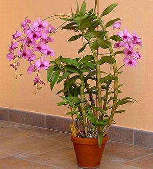 Один из видов орхидеи дендробиум дома