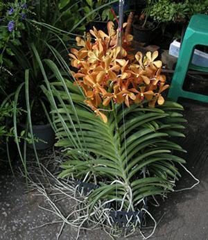 Орхидея Ванда в домашних условиях