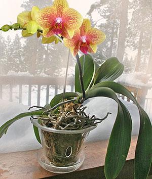 Орхидея в стеклянном горшке