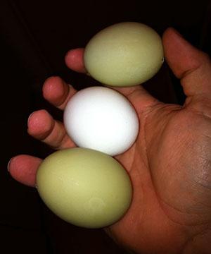 Осмотр яиц перед инкубацией