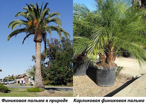 Финиковая пальма в природе и карликовая финиковая пальма