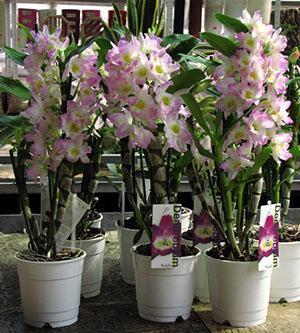 При достаточном освещении орхидея дендробиум радует пышным цветением