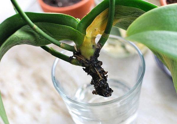 У орхидеи засохли корни как спасти