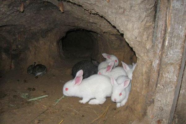 Разведение кроликов в яме