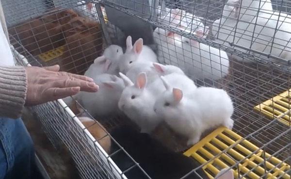 Содержание кроликов в клетках