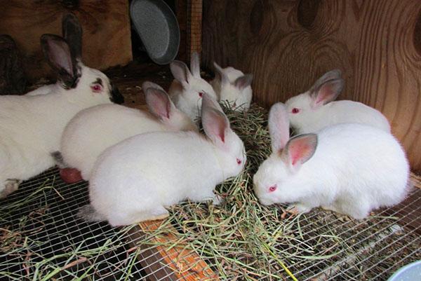 Содержание кроликов в клетках