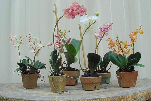 Специальные керамические горшки для орхидей