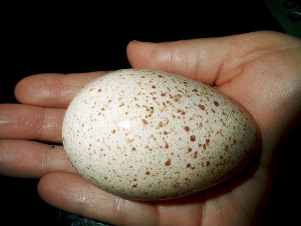 Тщательный отбор яиц - залог получения здорового поголовья
