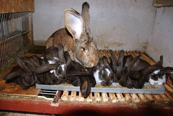 Все крольчата одинаковы в весе и росте