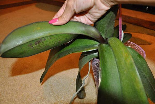 Гниение листьев орхидей может быть вызвано недостаточным или чрезмерным поливом