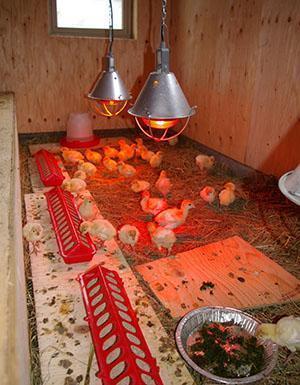 Изображение - Подробное разведение индюков в домашних условиях Vykhazhivanie-malenkikh-indyushat